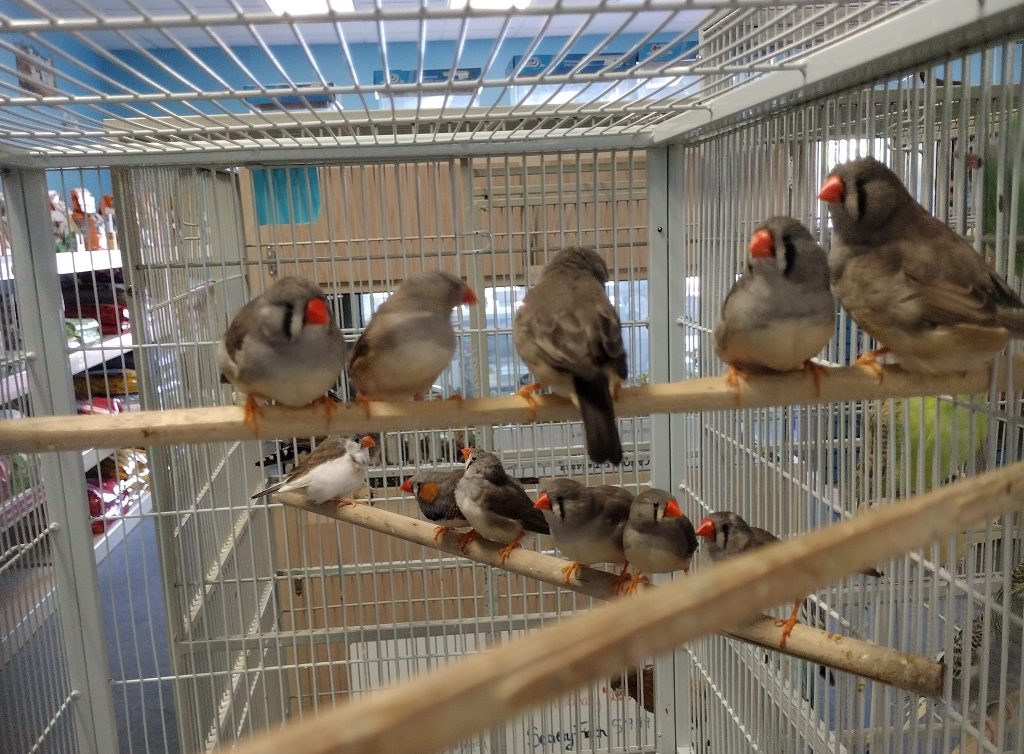 english zebra finch 