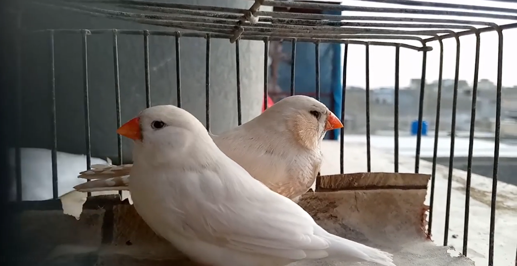 english zebra finch 