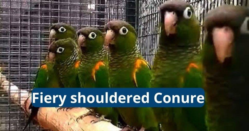 Fiery Shouldered Conure