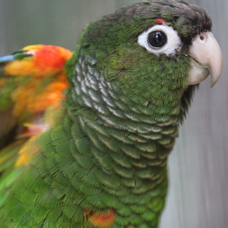 Fiery Shouldered Conure
