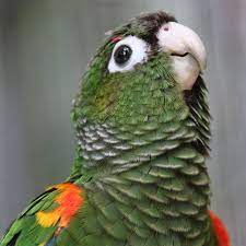 Fiery Shouldered Conure