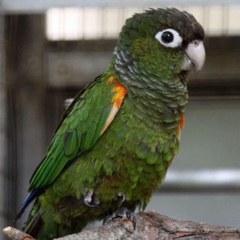 Fiery Shouldered Conure