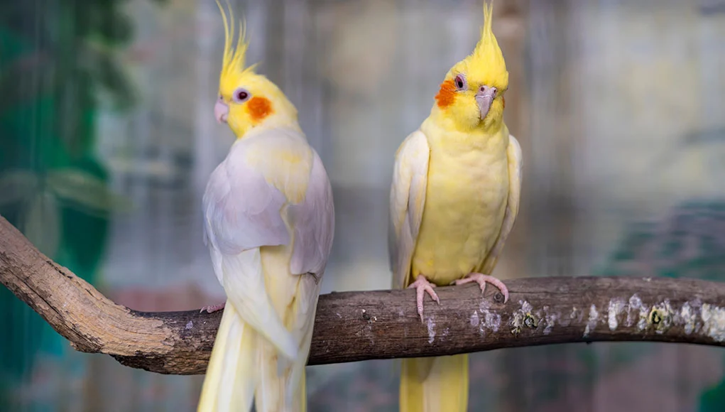 Fun Facts About Cockatiels