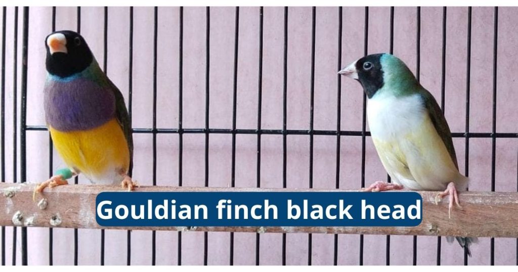 gouldian finch black head