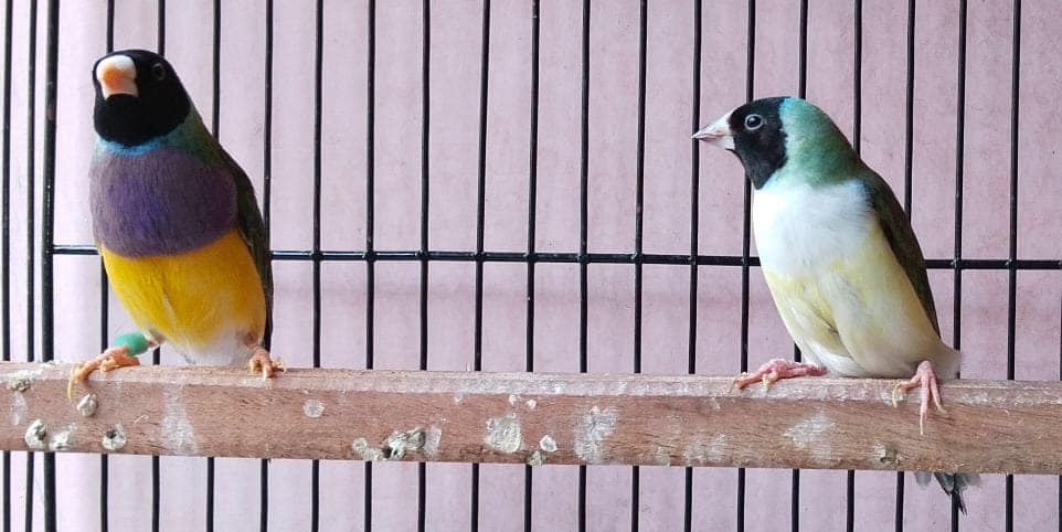 gouldian finch black head 