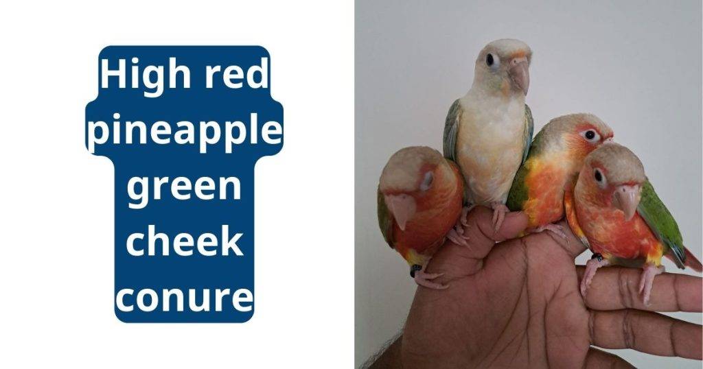 high red pineapple green cheek conure