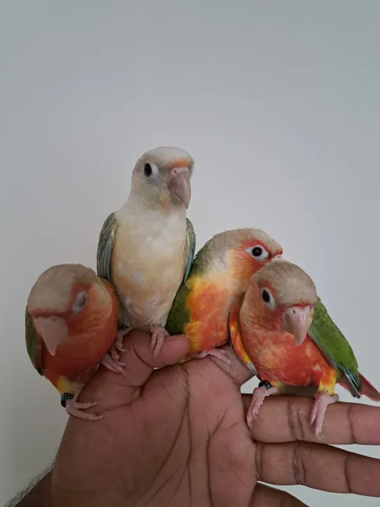 High Red Pineapple Green Cheek Conure