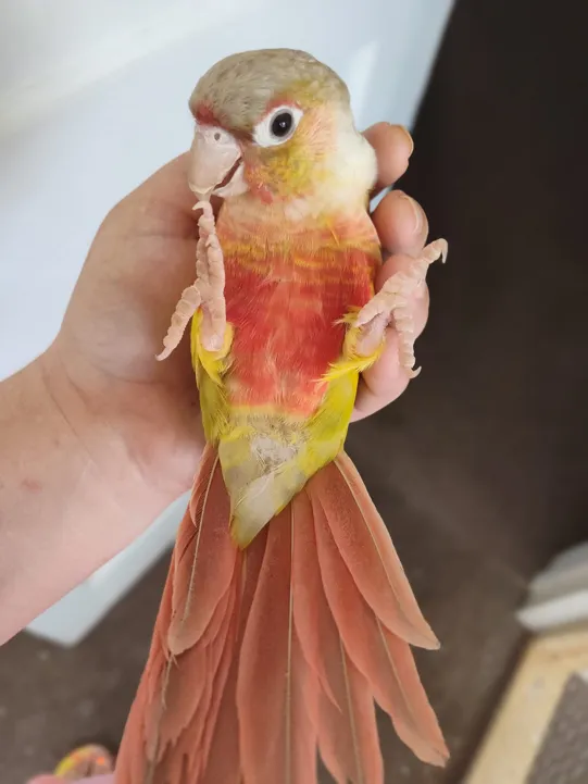 High Red Pineapple Green Cheek Conure