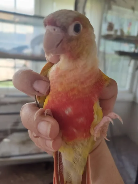 High Red Pineapple Green Cheek Conure