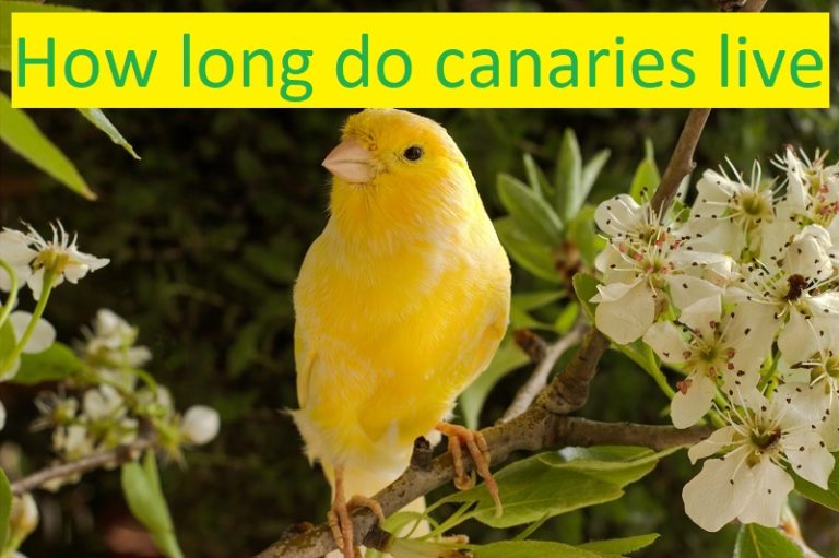 How Long Do Canaries Live? Featherland Bird Cage