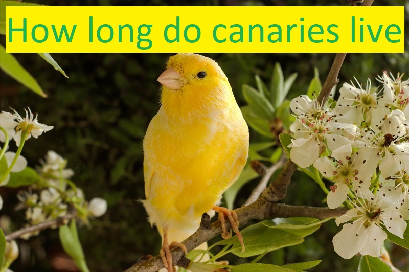 how long do canaries live