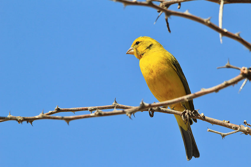 how long do canaries live