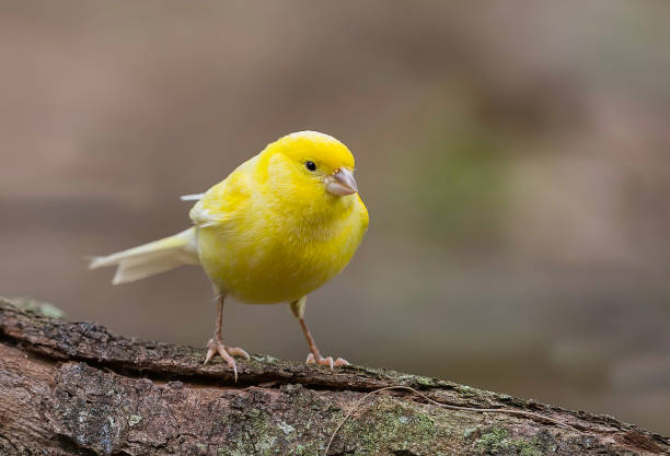 how long do canaries live