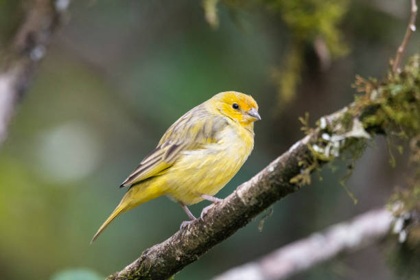 how long do canaries live