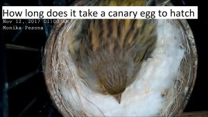 how long does it take a canary egg to hatch