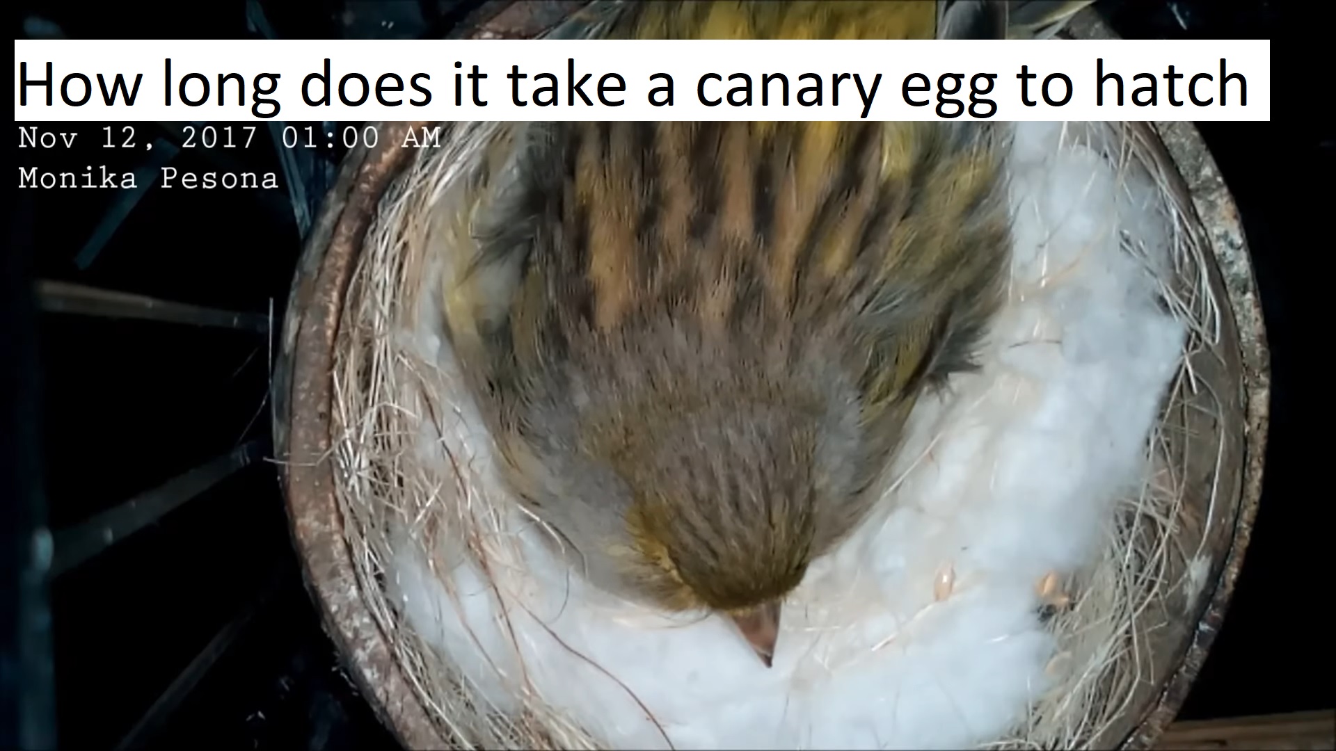 How Long Does It Take A Canary Egg To Hatch? Featherland Bird Cage
