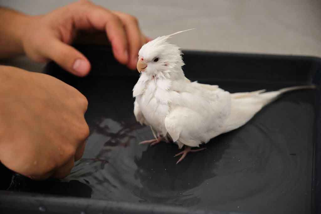 How Often Should I Bathe My Cockatiel Featherland Bird Cage