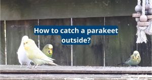 How to Catch a Parakeet Outside