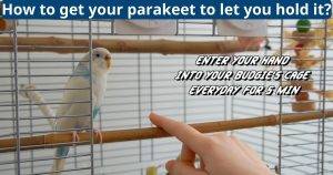 How to Get Your Parakeet to Let You Hold It