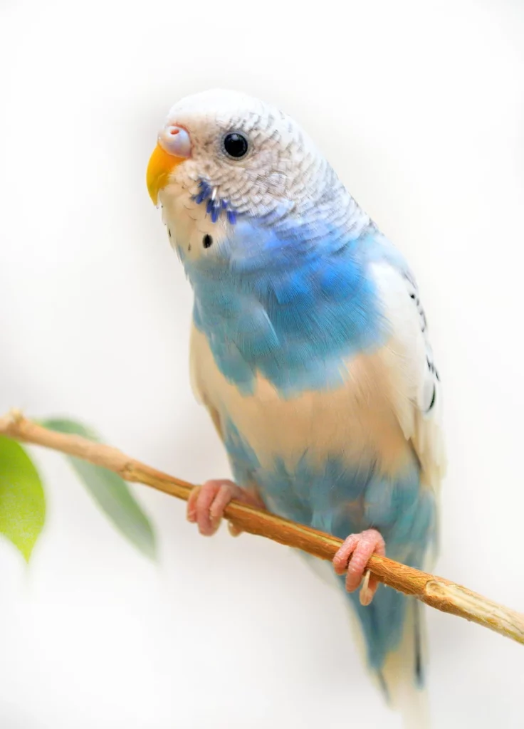 how to make parakeets happy