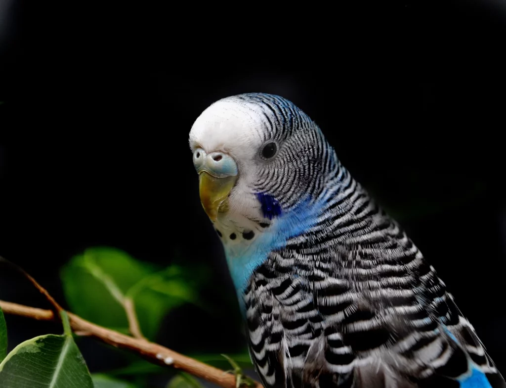 how to make parakeets happy
