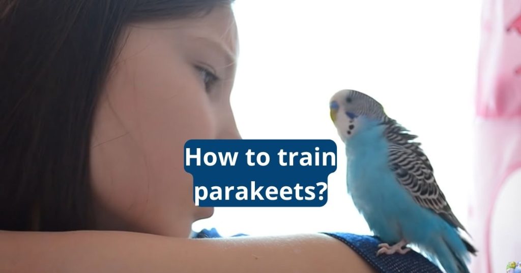 how to train parakeets