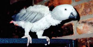 signs of a happy african grey