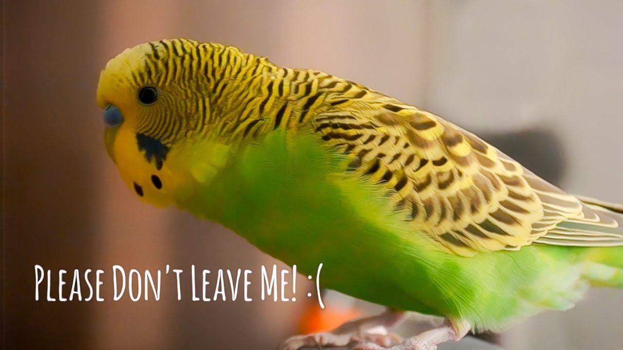 How Can Parakeets Live Alone When You're Away From Home? Featherland