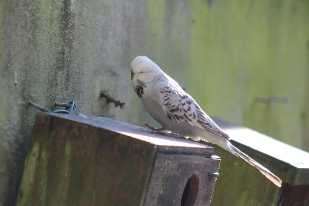 How to Tame a Parakeet 