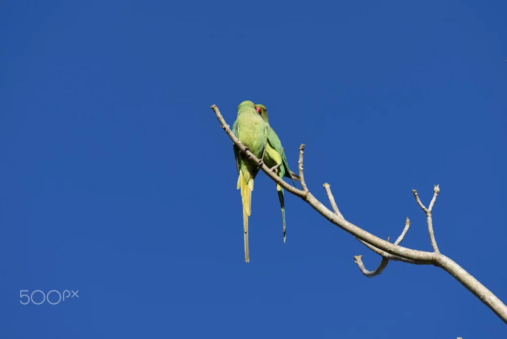 How to Tame a Parakeet 