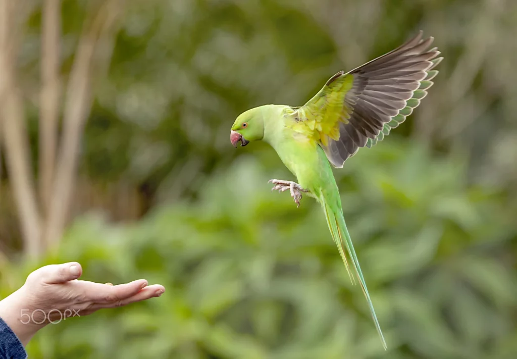 parakeet care guide