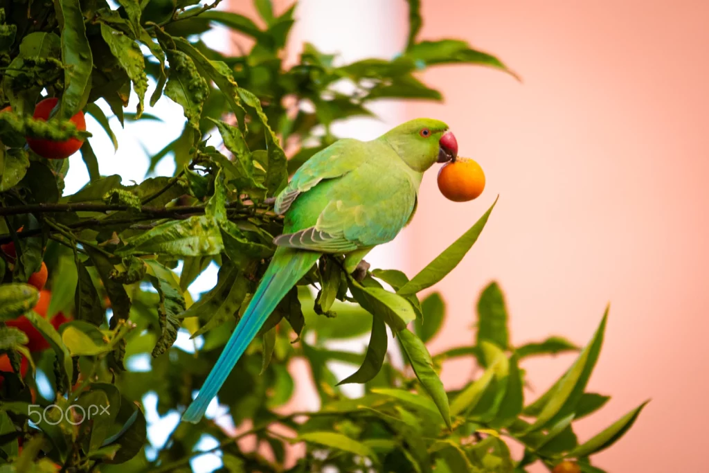 parakeet care guide