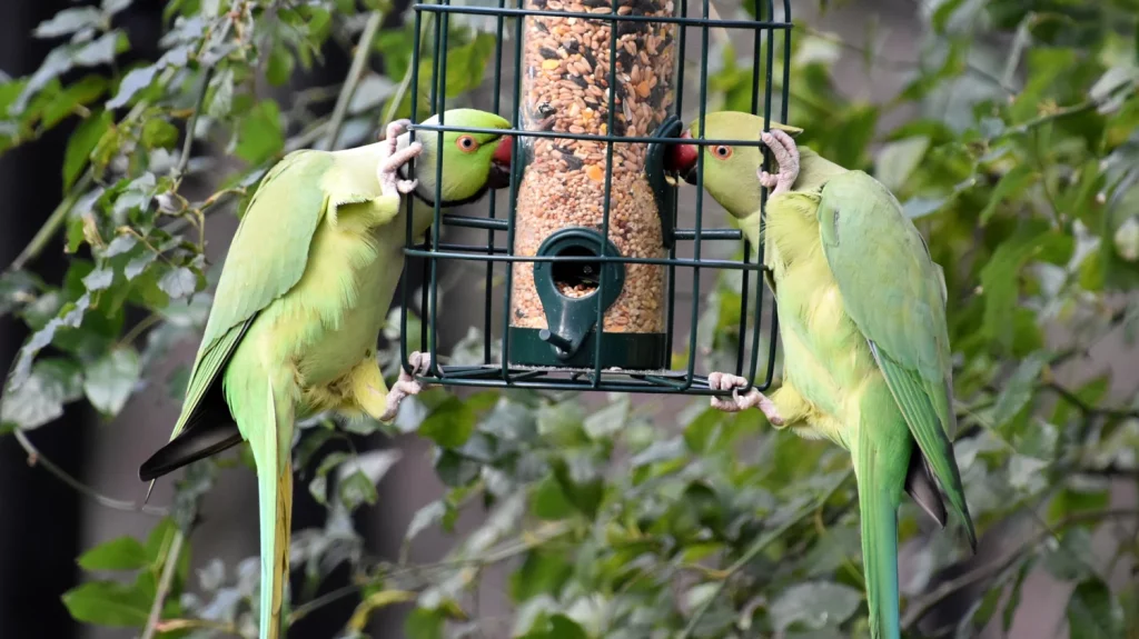 how to get your parakeet to trust you