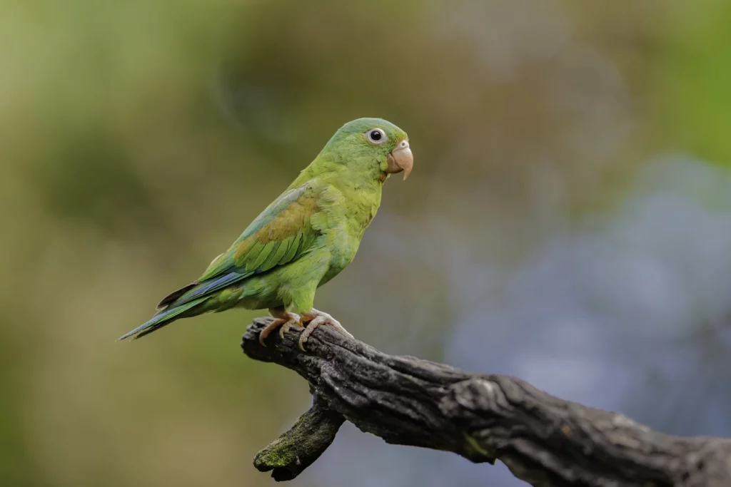 how to get your parakeet to trust you