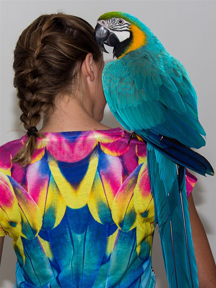 Can Macaws Be Pets