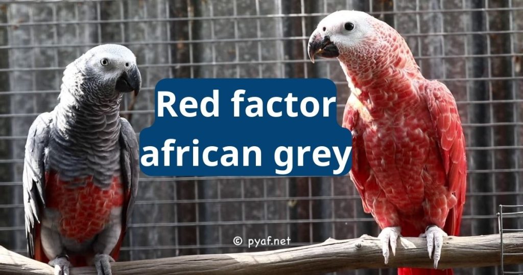 Red Factor African Grey