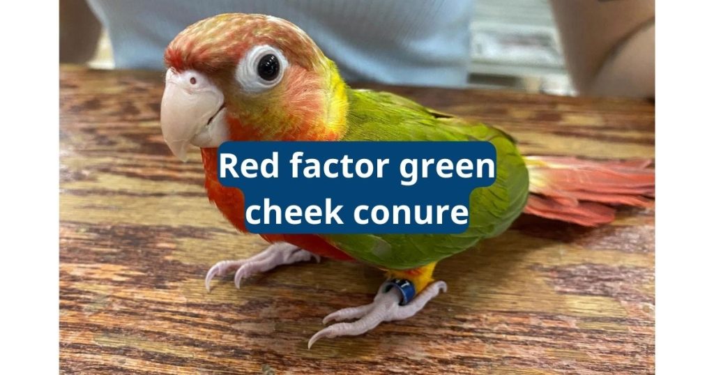 The Red Factor Green Cheek Conure
