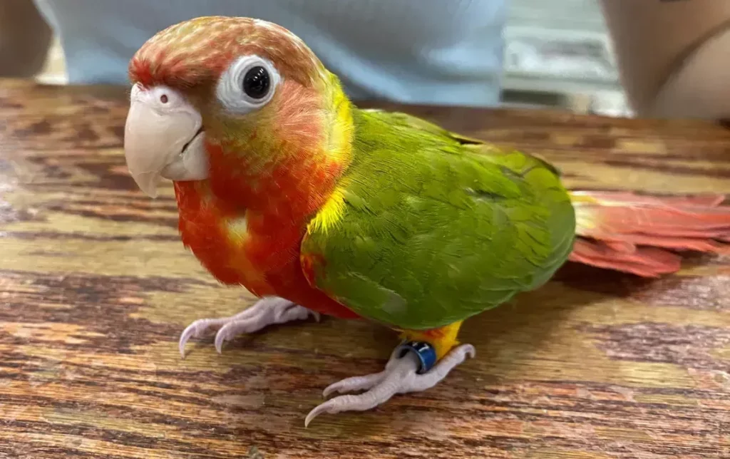 red factor green cheek conure