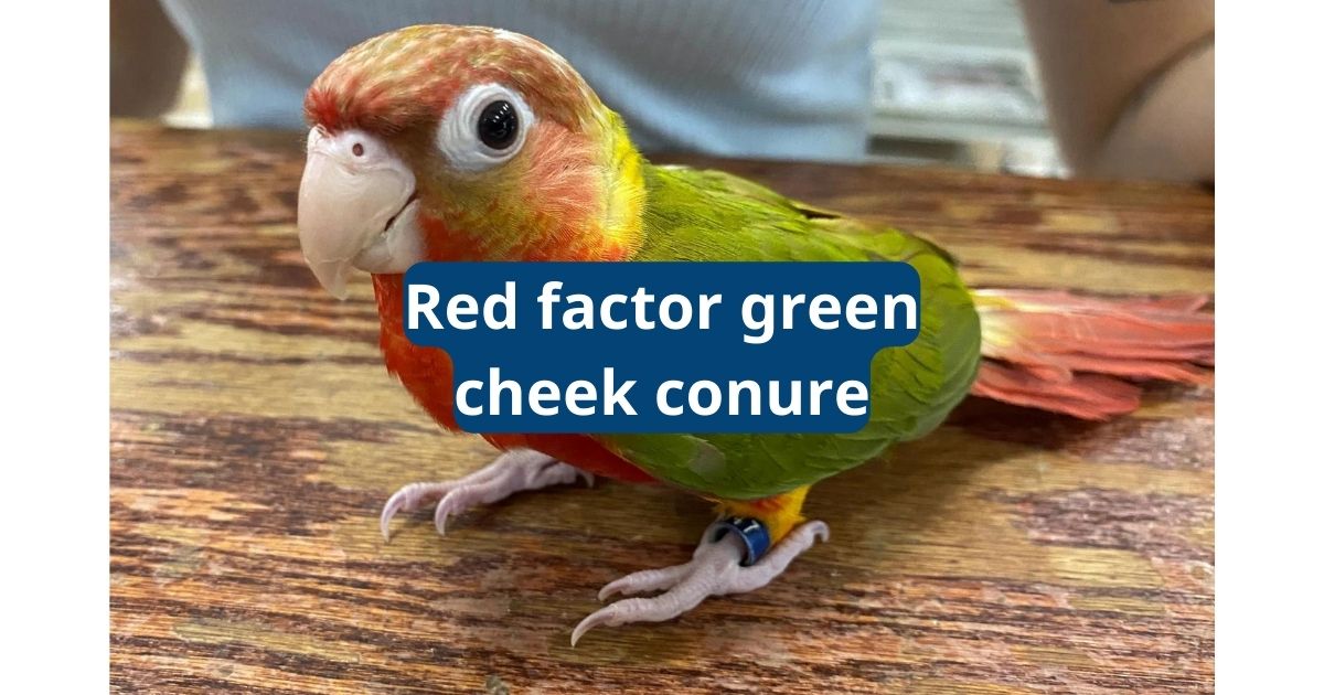 The Red Factor Green Cheek Conure Featherland Bird Cage