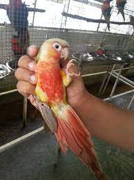 red factor green cheek conure