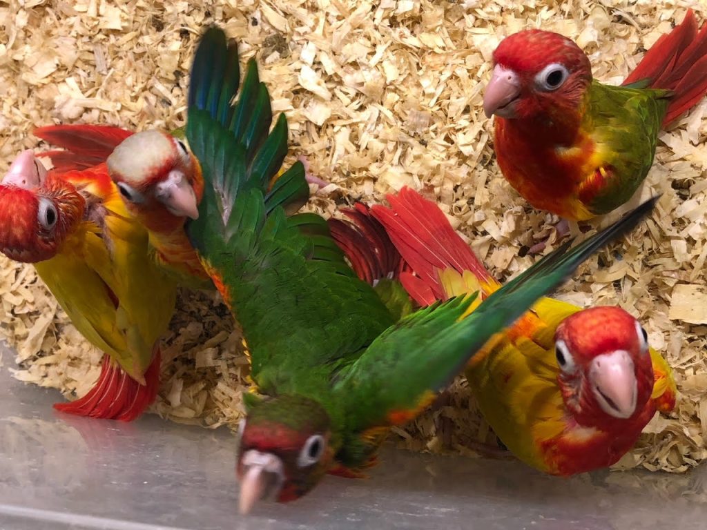 red factor green cheek conure
