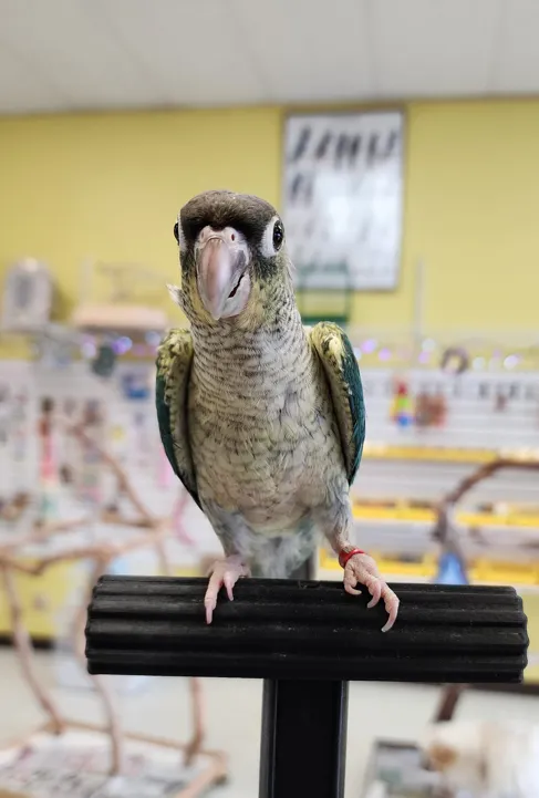 Turquoise Yellow Sided Green Cheek Conure