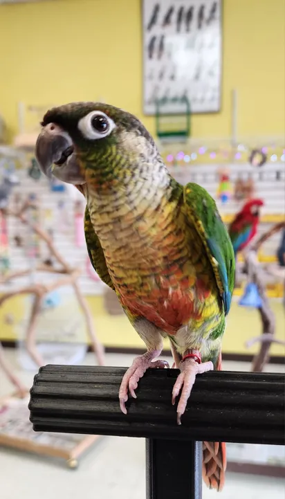 Turquoise Yellow Sided Green Cheek Conure