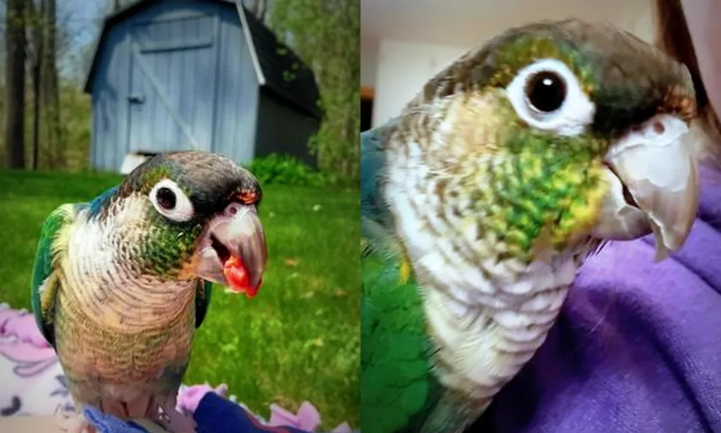 Turquoise Yellow Sided Green Cheek Conure