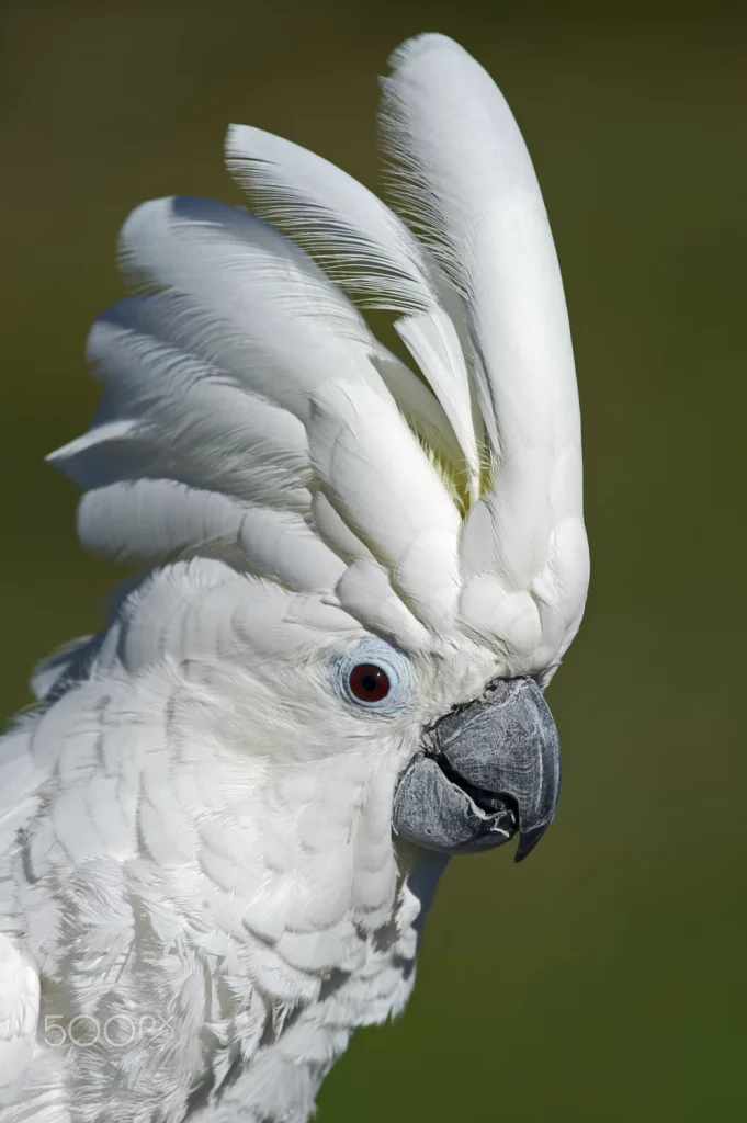 umbrella-cockatoo-lifespan