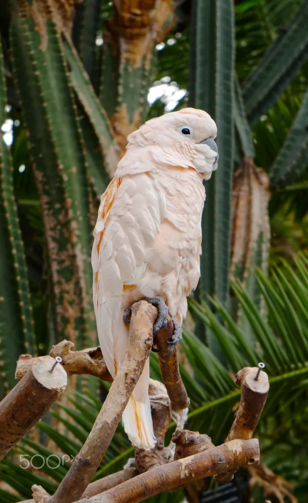 moluccan cockatoo lifespan