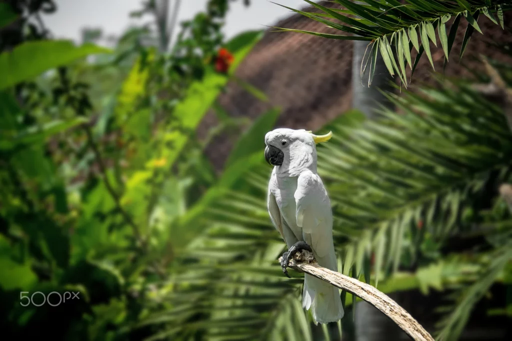 Umbrella-cockatoo-lifespan