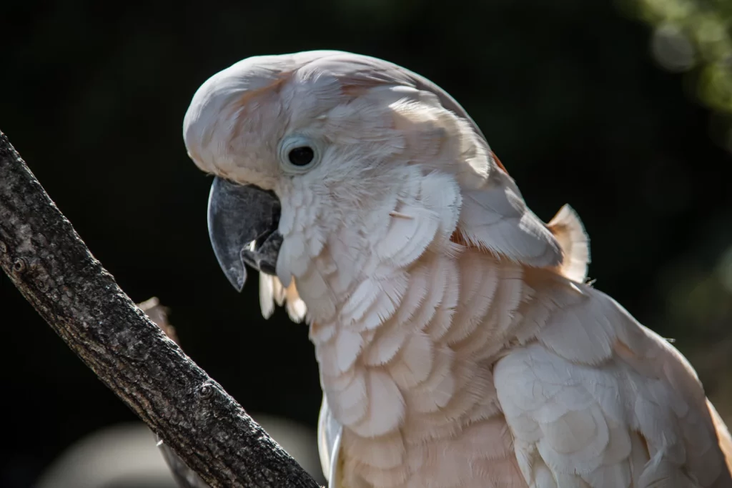 moluccan cockatoo lifespan