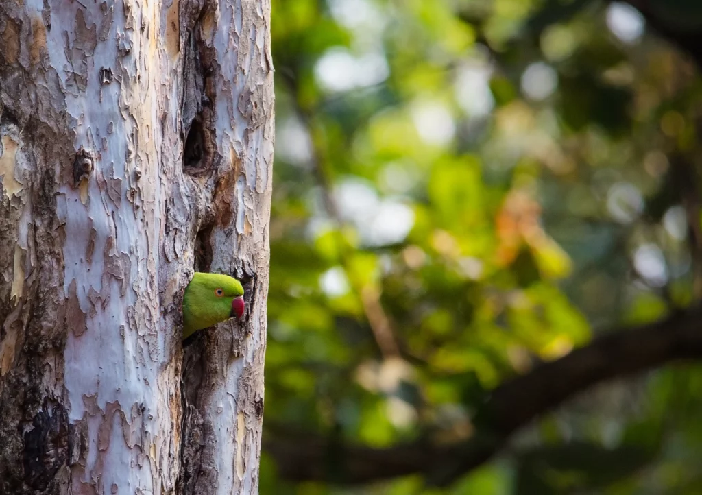 How to Catch a Parakeet Outside