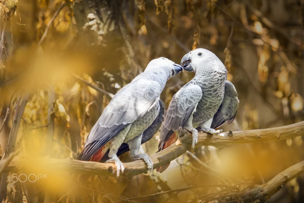 African Grey Baby